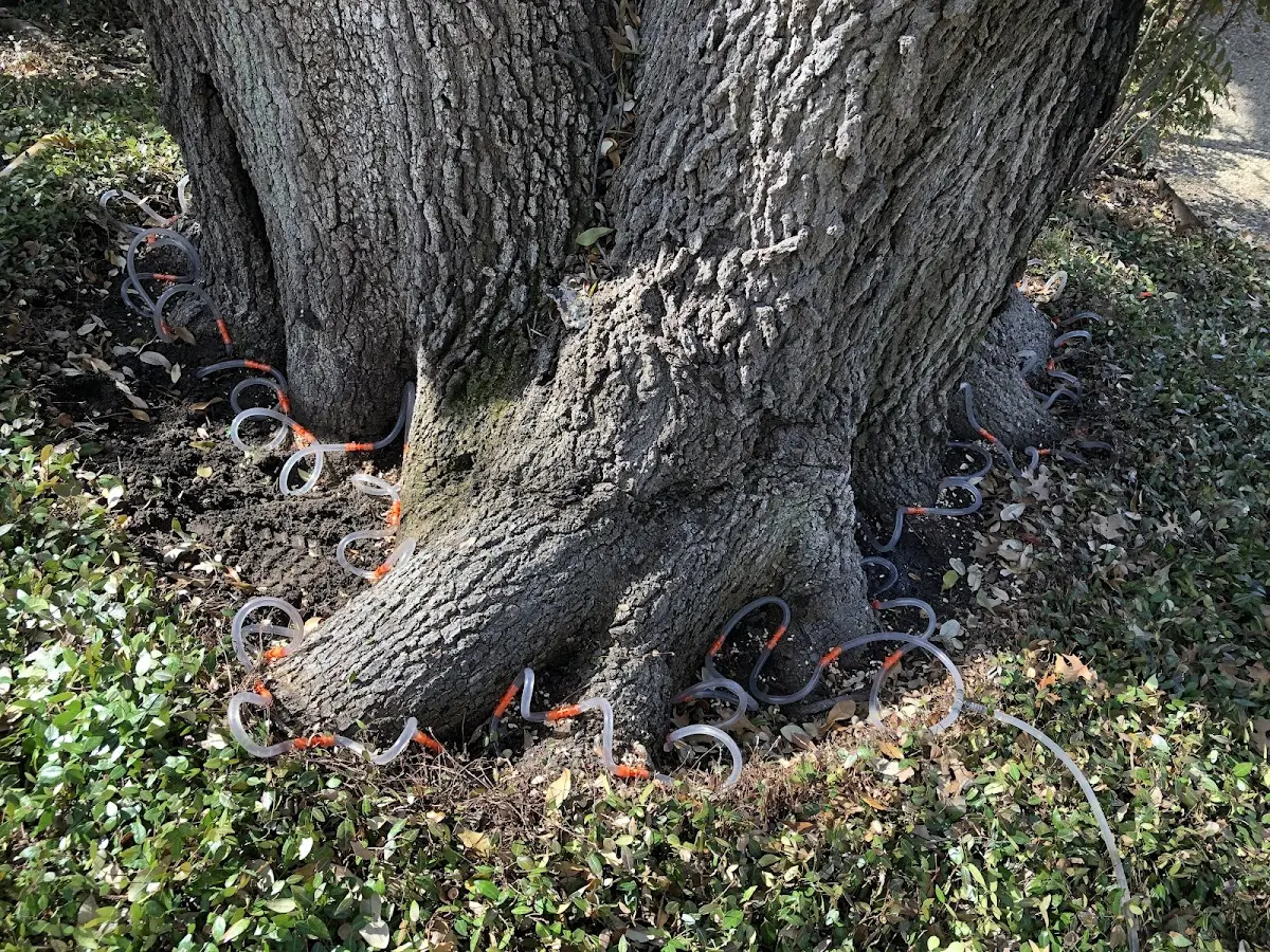 Detailed Tree Cabling and Bracing job site in Bear Creek