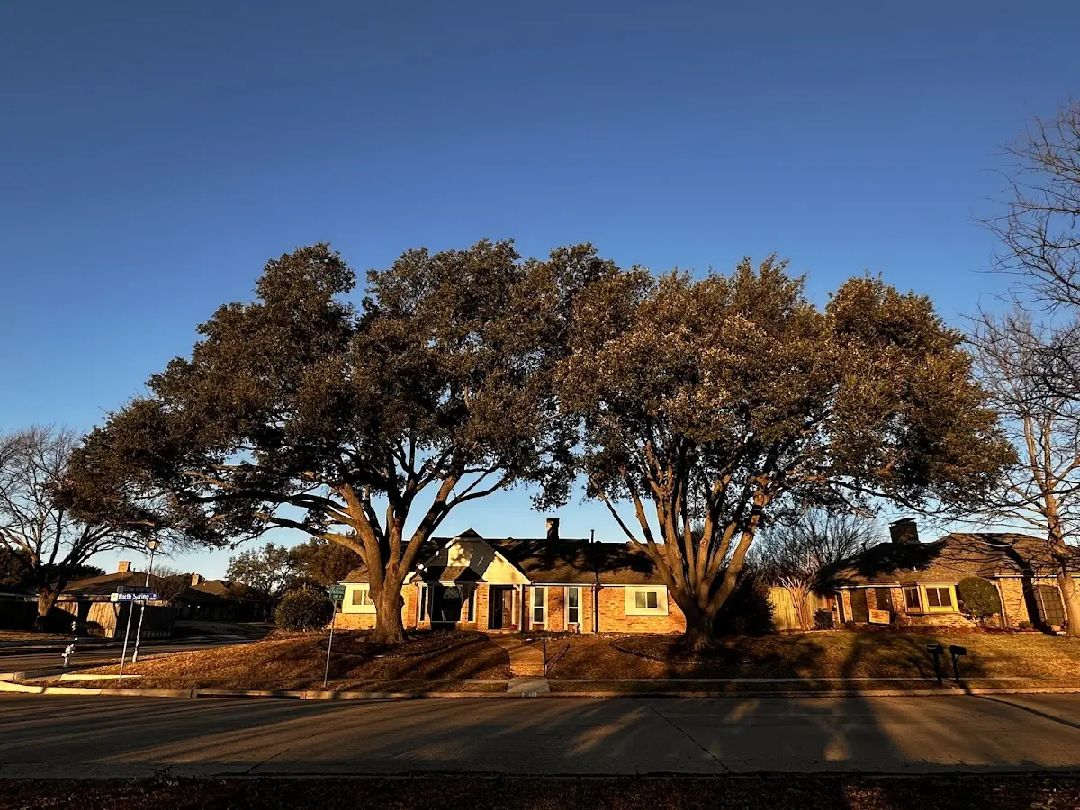 Established residential canopy tree shading a home in Bear Creek